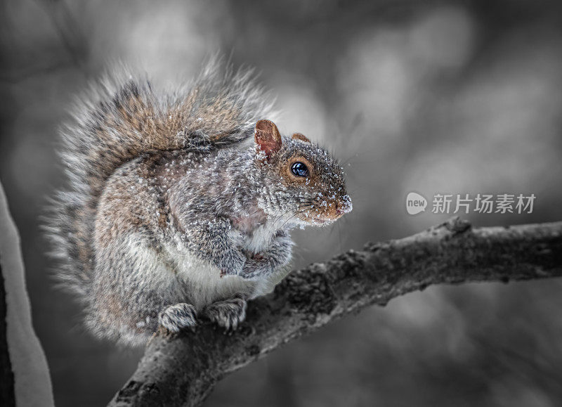 Eastern gray Squirrel, scuriolo gris, (sciurus carolinensis), Écureuil gris.